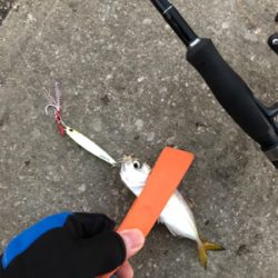 マイクロジギングとジギングタチウオ