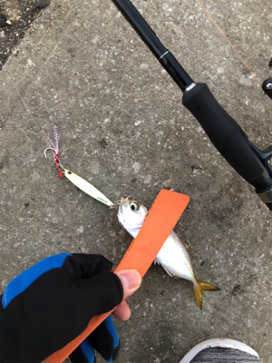 マイクロジギングとジギングタチウオ