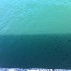 洲本港 サビキ釣り