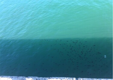 洲本港 サビキ釣り