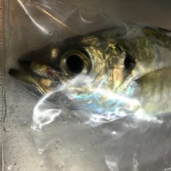 アジを求めて②