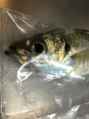 アジを求めて②