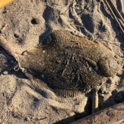 初ヒラメ＆カレイ＆ダイナンウミヘビ