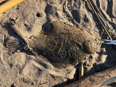 初ヒラメ＆カレイ＆ダイナンウミヘビ