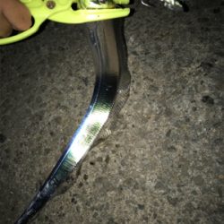 短時間釣行で。