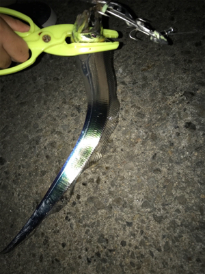 短時間釣行で。