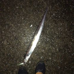 雨タチウオ好調!