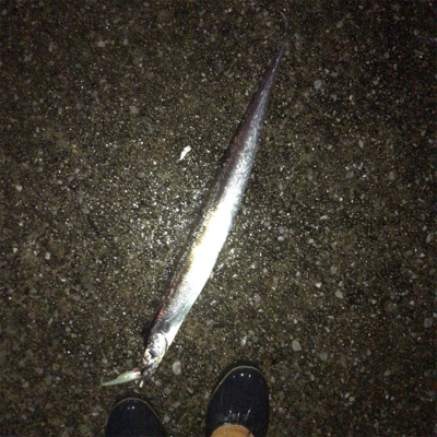 雨タチウオ好調!