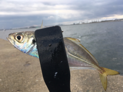 朝マズメのタチウオ