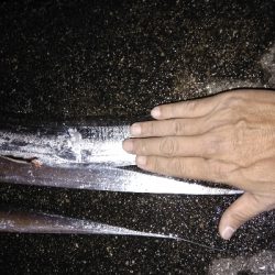 タチウオ大きくなってきた?