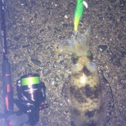 エギングパーティー！