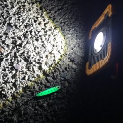 太刀魚は大きくなってます