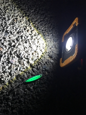 太刀魚は大きくなってます