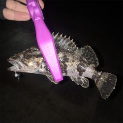 大阪湾奥アジング 渋い時のリグの選択