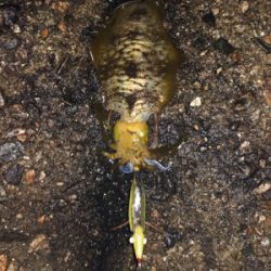 おそらく10月最後のエギング