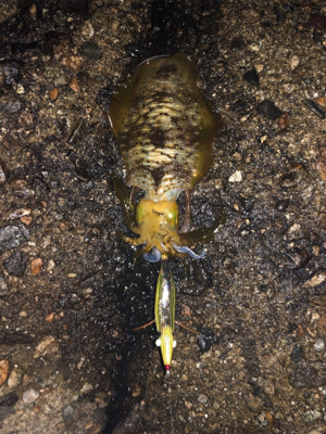 おそらく10月最後のエギング