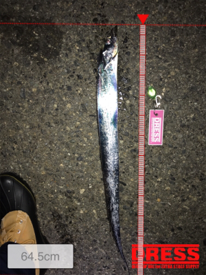 渋めタチウオワインド