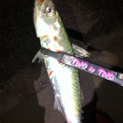 神戸湾奥アジング