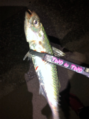 神戸湾奥アジング