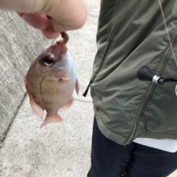 エギングとブラクリ