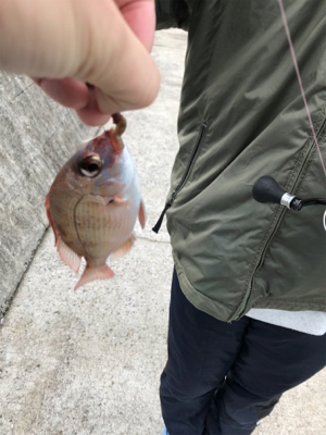 エギングとブラクリ