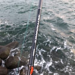 太刀魚…サイズがアップしないなぁ