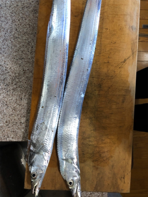 久しぶりのタチウオ