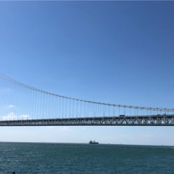 久しぶりのアオリイカ