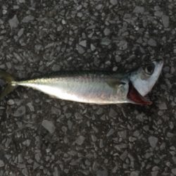 まさかのオオモンとかナブラとかとか