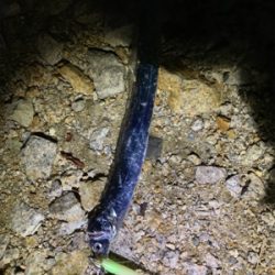 連日のタチウオ