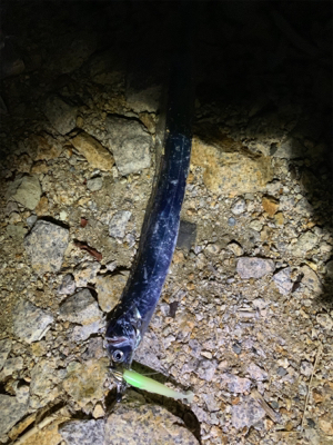 連日のタチウオ