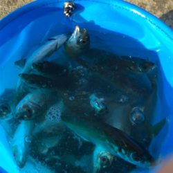 タチウオ、サビキ釣行