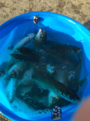 タチウオ、サビキ釣行