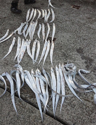 ワイワイ太刀魚ゲーム