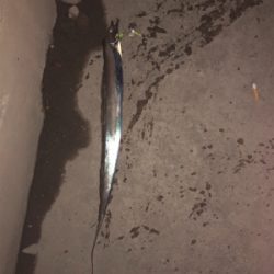 たまには1人で釣り