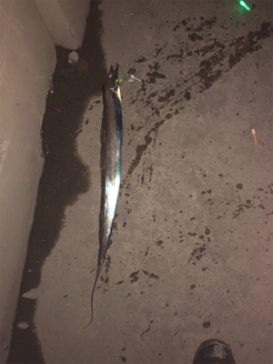 たまには1人で釣り