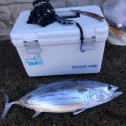 諦めムードからの本カツオ♪