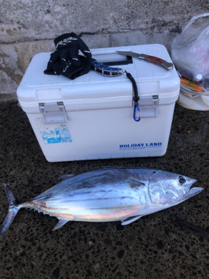 諦めムードからの本カツオ♪