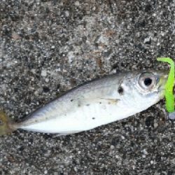 メバルが釣れました