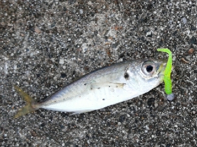 メバルが釣れました