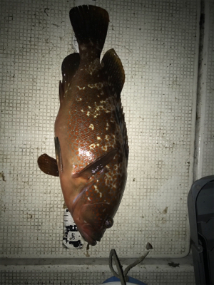 名港ボートでキジハタ！