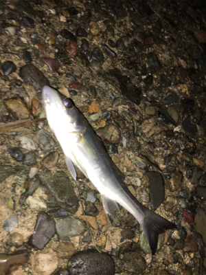 早朝ライトゲーム