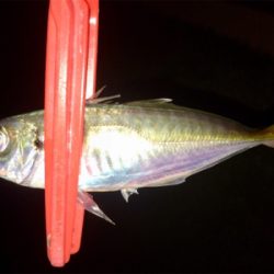 アジンガー1715〜1745 2002〜2025