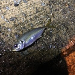 ナイトアジング