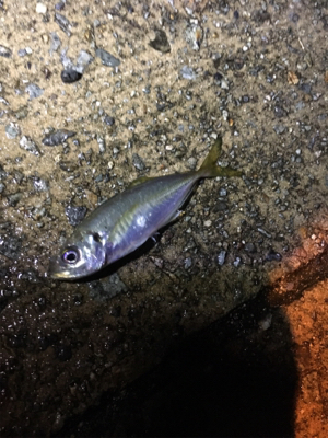 ナイトアジング