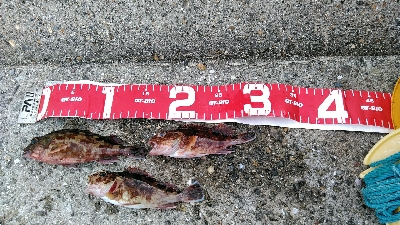 コブダイ釣り空振り