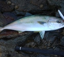 島根遠征　二日目