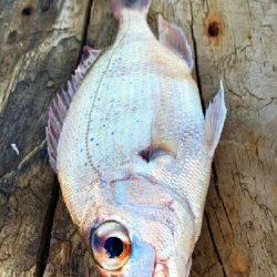 今日の釣果