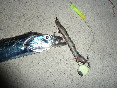 ヤッパリ太刀魚