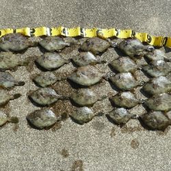 磯ハギング楽し♪